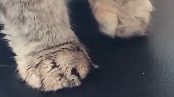 How could you just snap a photo of the kitten’s paws?