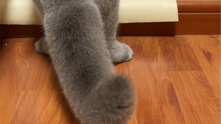A cat is a cat, a tail is a tail
