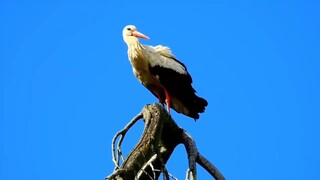 Colorful birds 8k video _ 4k UHD