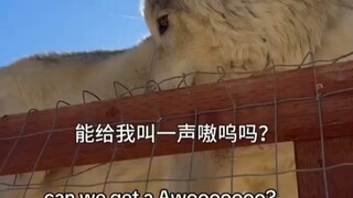 大毛毛狼决定嗷一嗓子