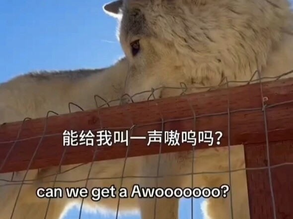大毛毛狼决定嗷一嗓子