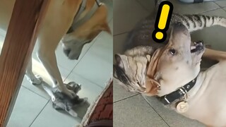 猫“昨日你将我踩在脚下，来日必报，三十年河东三十年河西，莫欺猫猫穷”