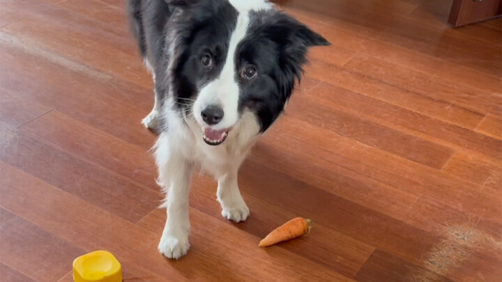 Đừng để chó Border Collie lướt phải con mèo dùng khăn giấy siêu đỉnh ấy…