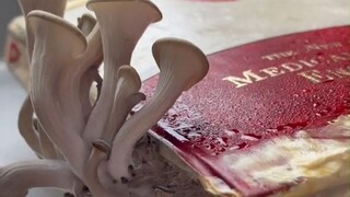 拿书本和卷纸种蘑菇，这是什么神操作？看到蘑菇长出来那一刻，我着实有点惊到了