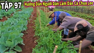 (Tập 97) Nông Nghiệp VIỆT NAM ở Châu Phi || Hướng Dẫn Người Dân Làm Dàn Cà Chua Leo