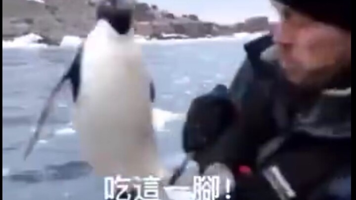 企鹅：妈蛋踢歪了，大意了大意了