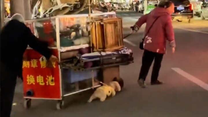 "Anak anjing bukanlah kata yang merendahkan, cinta anak anjing tulus dan penuh semangat!"