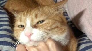 Tiểu Mễ: Hôm nay là Tiểu Mễ nhà suy tư