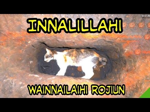 SIAPKAN TISU JIKA LIAT VIDEO KUCING INI