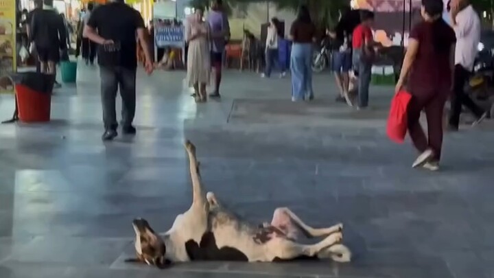 Saiyaara full movie in this clip