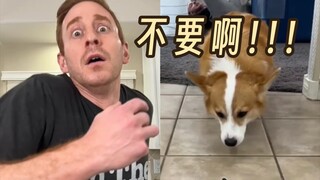 When food falls around the dog...