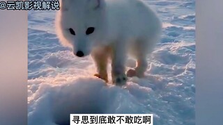 小雪狐想偷吃大叔刚钓上来的小鱼，鬼鬼祟祟的样子实在太可爱了！