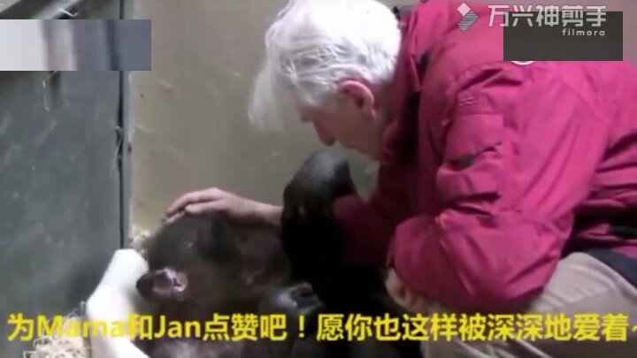 A dying gorilla recognized its very first keeper—and its reaction was absolutely heart-wrenching!
