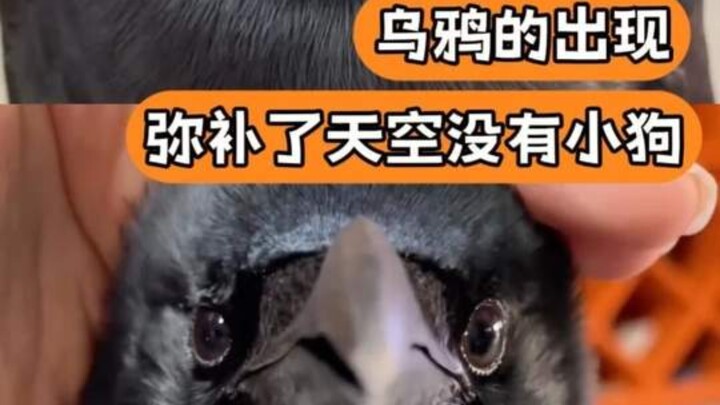 No wonder everyone says crows are the birds that smell most like dogs #crow #cute #animal #bird