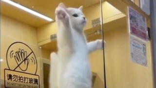 happy猫已出现猫传猫现象