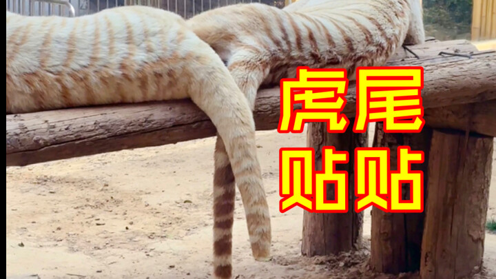 Dua ekor anak harimau jantan memiliki ekor yang satu pendek dan satu panjang, dan mereka juga suka s
