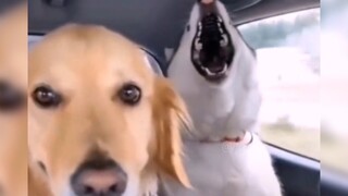 【Động vật hài hước】“Chó Golden: Làm ơn đi, bảo chúng im miệng đi!”