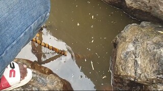 Fishing Method in Nepal | Himalayan Trout Fishing in Small River of Nepal |