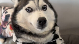 Tắm cho chó Husky theo phong cách nhập vai