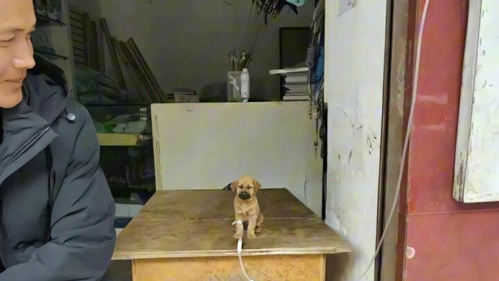 โรงพยาบาลสุนัขในหมู่บ้าน