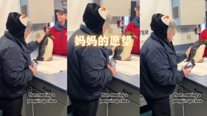 Khi mẹ tôi cuối cùng cũng được gặp chú chim cánh cụt mà bà đã mong gặp từ lâu