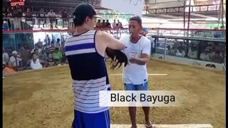 testing SA palahi black Bayuga sure patama