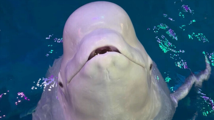 Today, Big White is more obedient than Little Black.