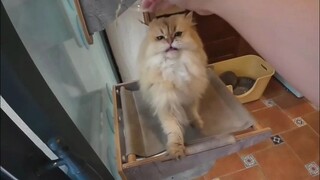 مع دفء الطقس، أصبح الإمساك بالقطط مرهقًا جدًا 😂