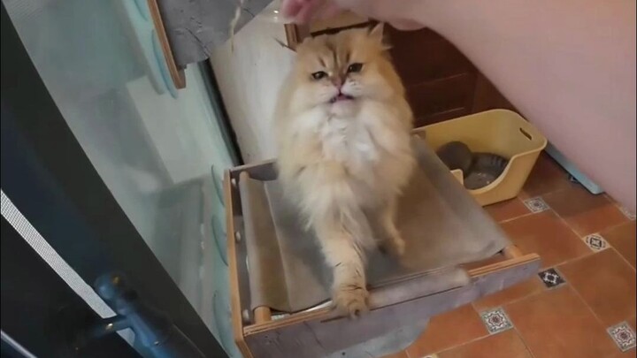 天气一暖和抓猫也太辛苦了😂