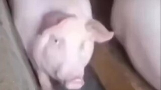 Humans and Animals Difficulty Abstract Funny Collection 56