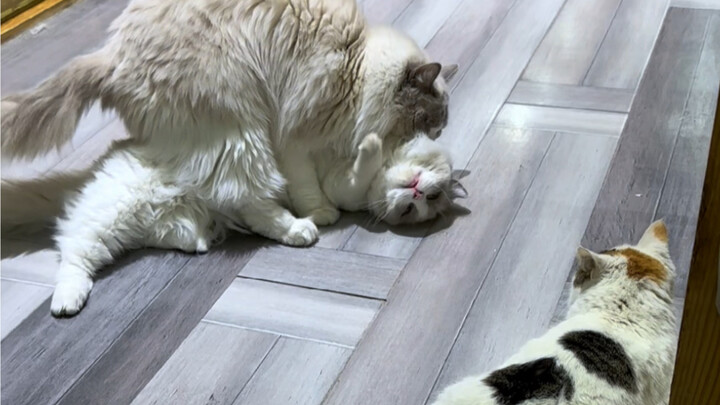 Stop! Please stop fighting!