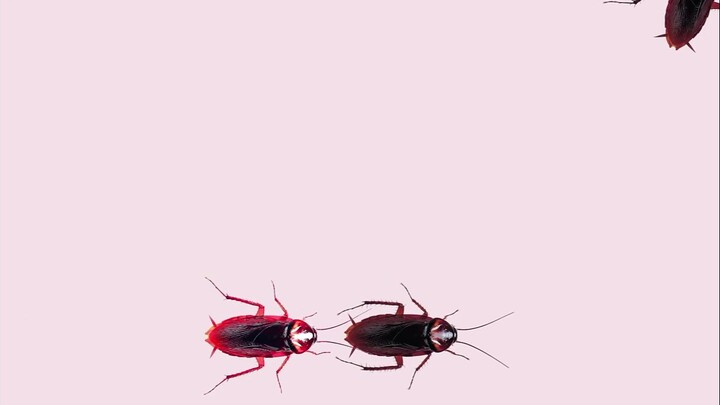 cockroach pranj