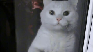 Kucing liar datang meminta makan