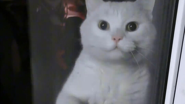 Kucing liar datang meminta makan