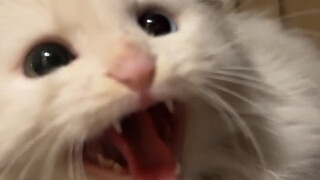 My kitten grows up by puffing