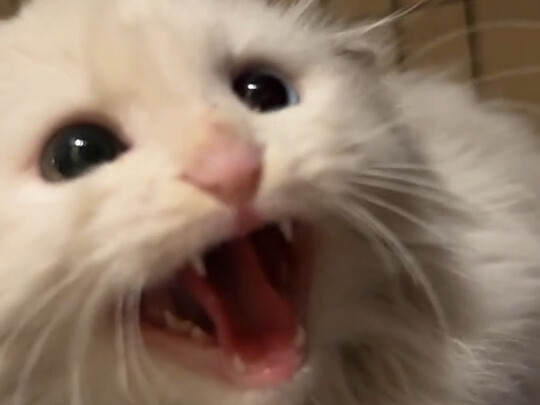 My kitten grows up by puffing