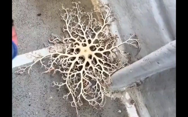 Cỏ biến dị rồi hay càng bạch tuộc mọc thêm nhiều?