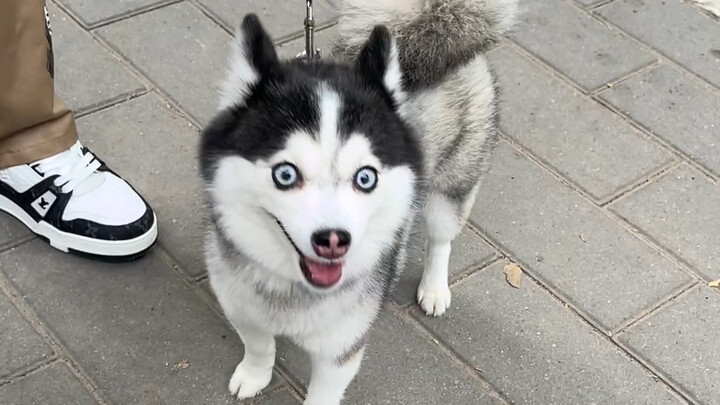 I stumbled upon a Dr. Qi! Its owner, @Kawaii, is Dr. Qi too—how cool is that? Let me pet it! It’s so