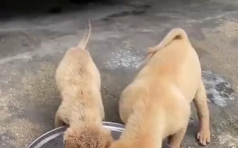 Anjing kecil mempertahankan makanannya, ternyata malah dijewer oleh anjing kecil lainnya