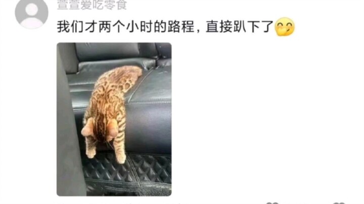 ก็อย่างที่คาดไว้แหละ ไม่ว่าสัตว์ชนิดไหนขึ้นรถก็ซูบซีดหมด ฮ่าๆๆๆๆ