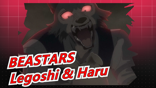 [BEASTARS] Insting yang Tak Tertahankan! / Legoshi & Haru