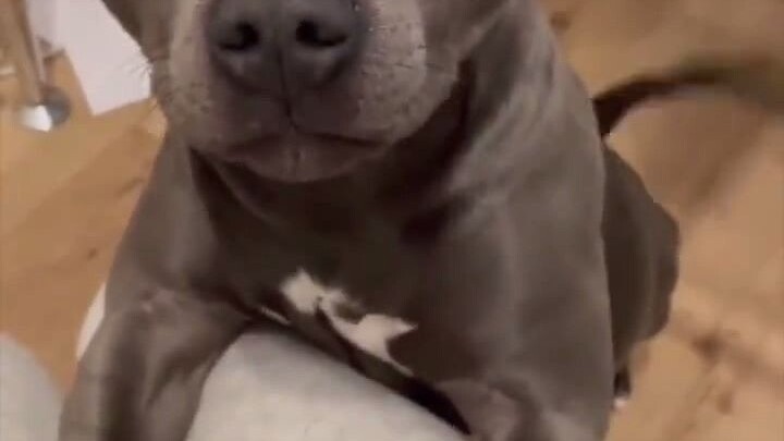 เมื่อน้องหมาถูกชม ถูกยกย่อง จะมีปฏิกิริยาอย่างไร?