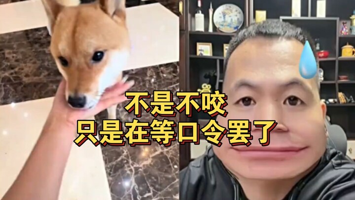 ไม่ใช่ว่าไม่กัด แค่รอคำสั่งอยู่เท่านั้นเอง พานหง รวมคลิปตลกจากการไลฟ์คอล