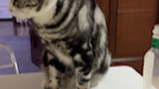 Ini kucing yang licik. Percayalah, aku tidak benar-benar marah.