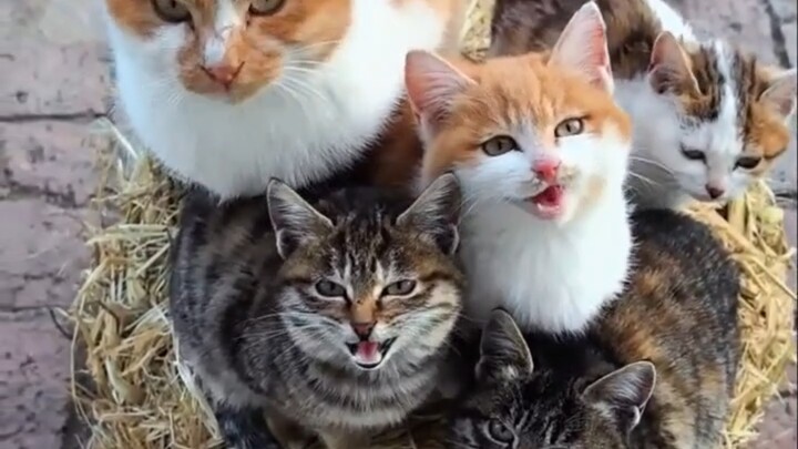 القطة الكبيرة: ما إن تنادي الناس حتى تحصل على الطعام، القطة الصغيرة: يا ناس!