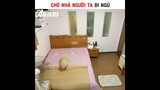 Chó Nhà Người Ta Đi Ngủ | cre: Đinh Kiến Phong