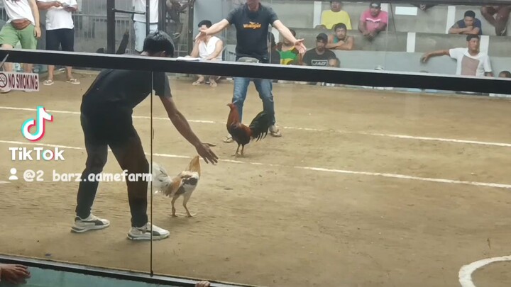 tsamba