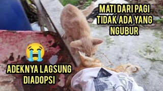 Anak Kucing Membangunkan Kakaknya Yang sudah Mati Karena Gak Mau Hidup Sendirian Di Rumah Kosong..!