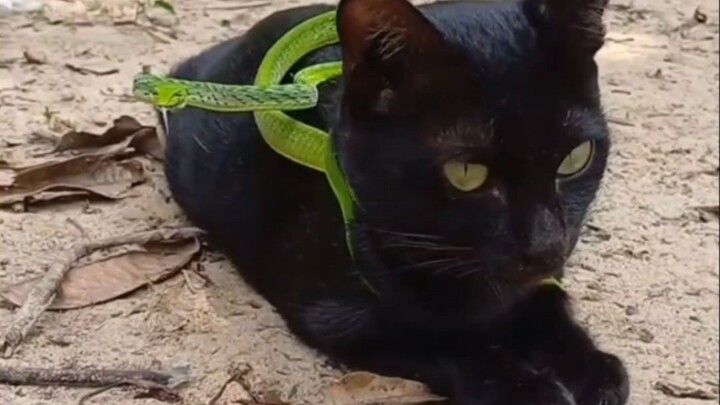 Kucing: Lihat nih kalung zamrud gue, ganteng nggak!!