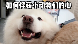 终于知道小家伙们为什么都跟小羊妈亲了！